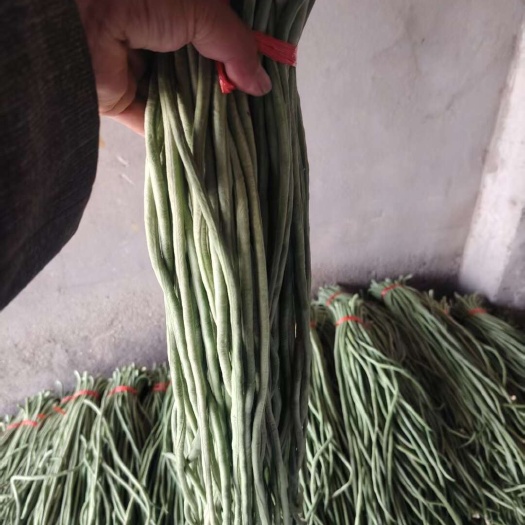 单县鲜豆角大量上市了，有需要的老板请联系