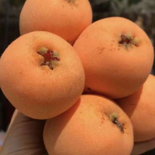 汉源县大五星枇杷