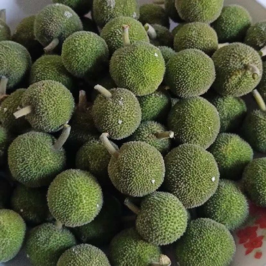 盘州市构树果