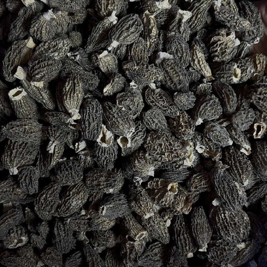 广州羊肚菌 圆肚 小圆肚 。大量有货。批发拿货