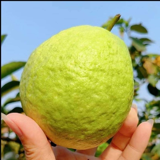 广西奶油芭乐 软糯土番石榴 一件也是批发价