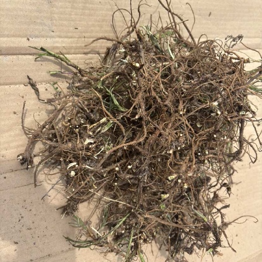 甘肃天水秦州产地直供北柴胡中药材根茎类药材批发零售