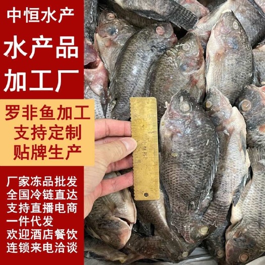 东山县三去罗非鱼 鲜活加工水产冻品 酒店餐饮烧烤商用批发