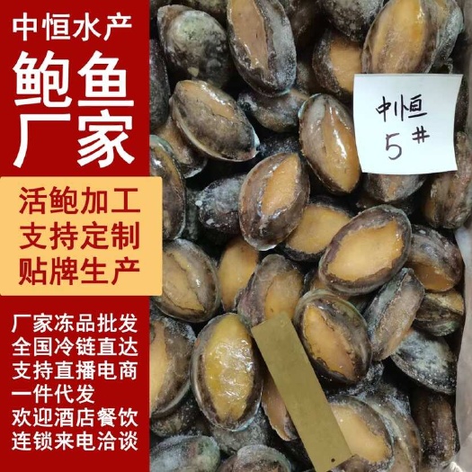 东山县活冻鲍鱼 新鲜速冻5头大鲍鱼 厂家一手货源批发