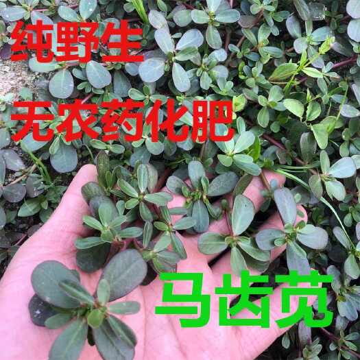 野生新鲜马齿苋菜五行草长命菜五方草麻绳菜蚂蚱菜野生马齿笕现采
