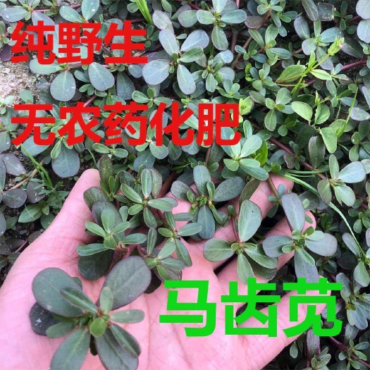 莘县野生新鲜马齿苋菜五行草长命菜五方草麻绳菜蚂蚱菜野生马齿笕现采