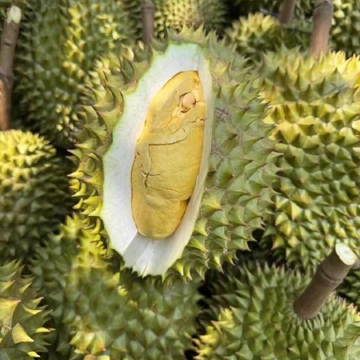 河口县干尧