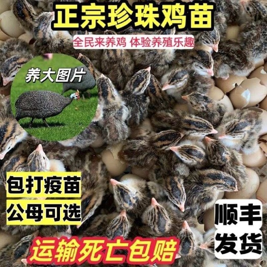 珍珠小鸡活苗珍珠棉鸡小鸡苗纯种珍珠鸡珍珠活体幼苗观赏鸡出壳苗