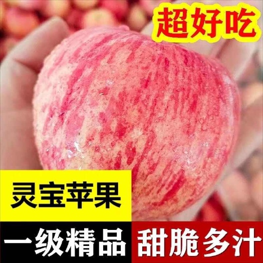 灵宝市河南灵宝红富士苹果亚洲第一高山果园
