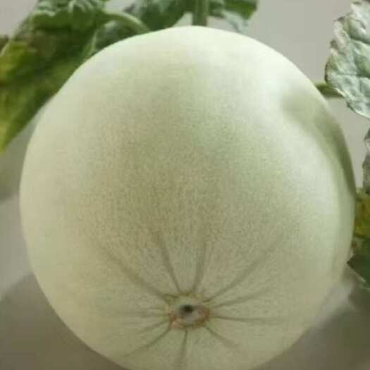 滑县八里营玉菇甜瓜，单果2.5斤以上，糖度可达15个点