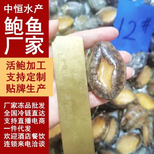 东山县活冻鲍鱼 新鲜12头鲍鱼 供应餐饮酒店佛跳墙红烧鲍鱼商用批发