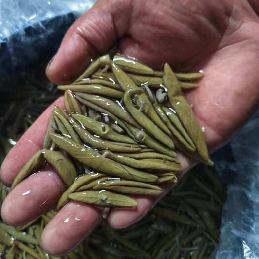 利川市莼菜L级莼菜