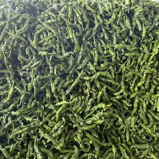 阜南县大棚种植新苗小皱皮辣椒特辣青椒大量上市