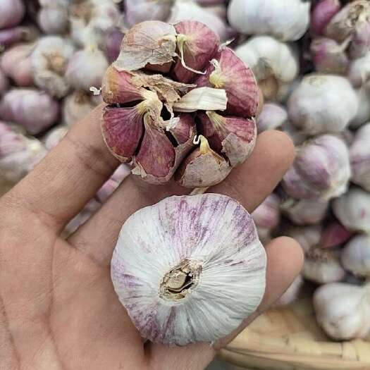 云南老品种红蒜