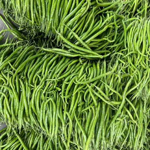 阜南县大棚种植新苗青线椒二荆条黄线椒8号线椒大量上市