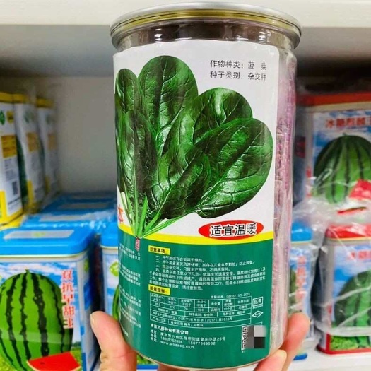 沭阳县墨尔本菠菜种子杂交耐热四季圆叶墨绿菠菜种籽耐抽苔夏秋晚春播种