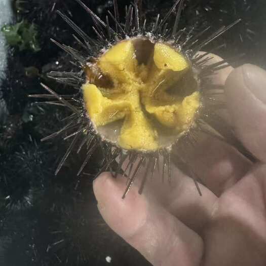 大连精品海胆，原产地直发，有需要的老板联系