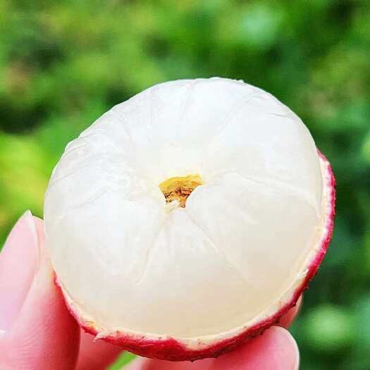 广州广东荔枝顺丰京东包邮新鲜采摘桂味白糖罂荔枝