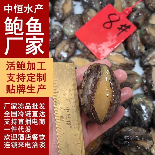 东山县活冻鲍鱼 新鲜8头大鲍鱼佛跳墙炖盅捞汁饭食材海鲜水产冻品批发