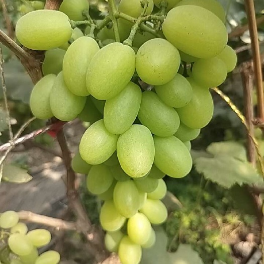 贺兰县一级货