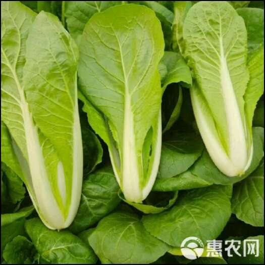 内黄县小白菜