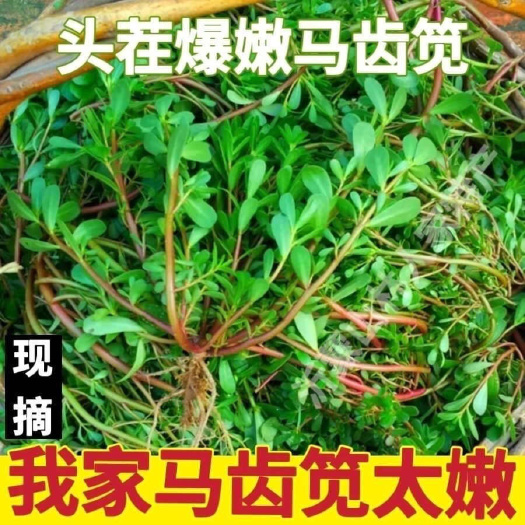 莘县山东新鲜马齿苋菜现挖野菜马蜂长寿菜蚂蚁长命五行食用马芷苋菜