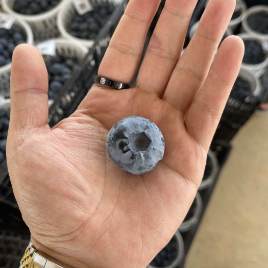 云南西班牙42蓝莓！带把品相，果粉精品，香槟口味