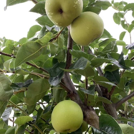 翠玉梨 秋月梨，南京农业大学教授指导，荣获国家绿色食品证书，