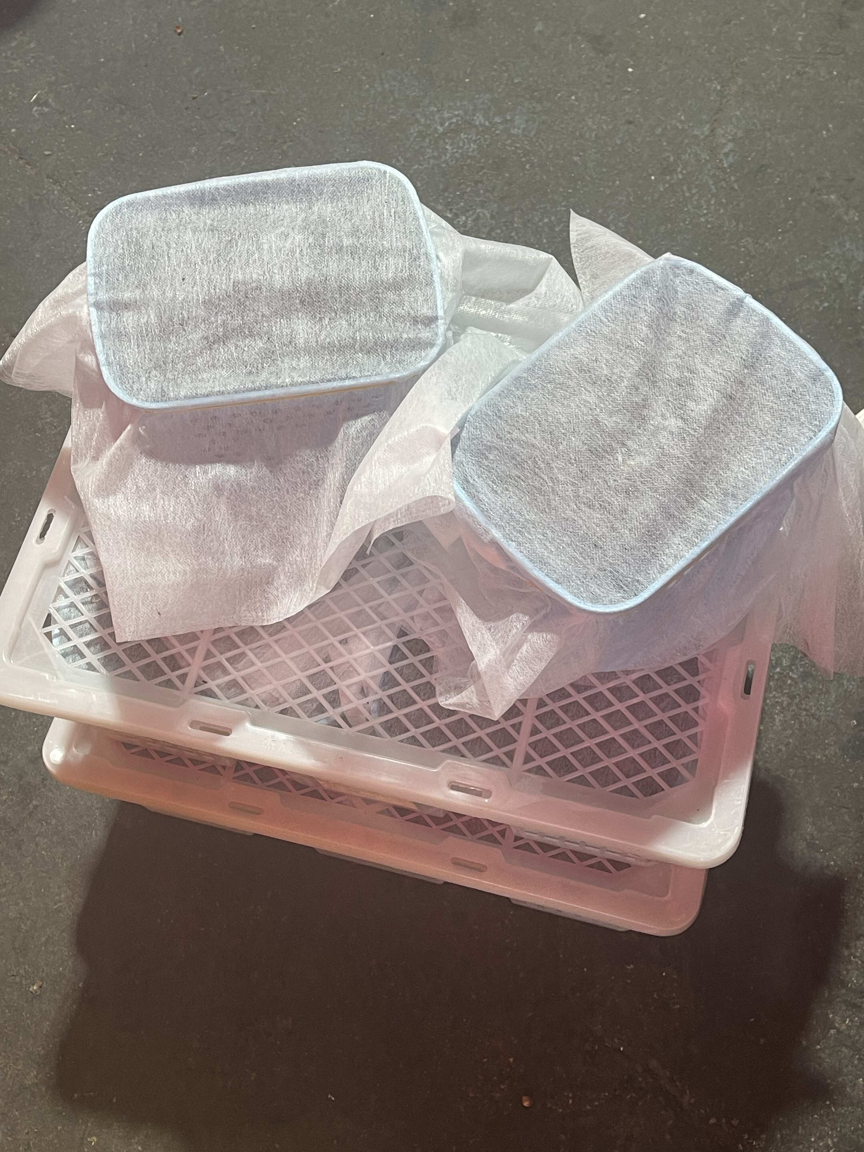 云南西班牙42蓝莓！带把品相，果粉精品，香槟口味