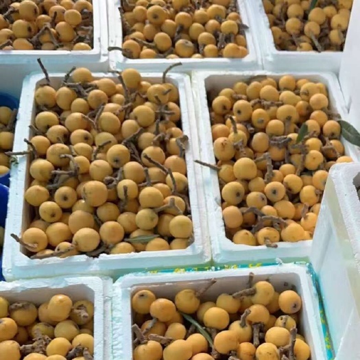 苏州苏州东山白玉枇杷批发，量大从优，价格低