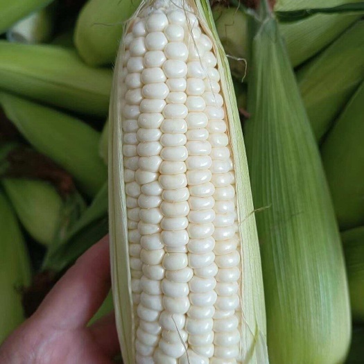 遂溪县新鲜玉米，精品白糯玉米，个头大颗粒饱满，产地货源充足