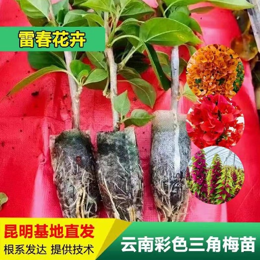 昆明【100棵】云南重瓣彩色三角梅袋苗爬藤植物四季开花阳台庭院