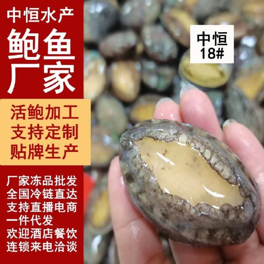 东山县活冻鲍鱼 新鲜18头鲍鱼 鲍鱼厂家 海鲜水产冻品批发