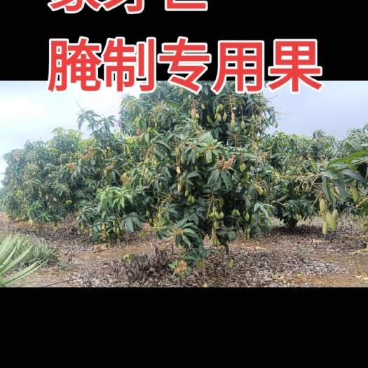 象牙芒小果嫩果腌制专用果