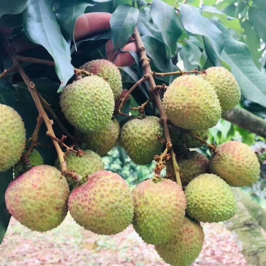 东莞市妃子笑荔枝