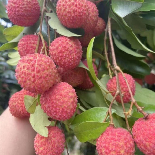 大量荔枝出售
