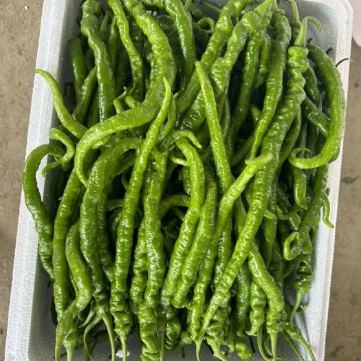 阜南县大棚种植新苗螺丝线椒螺线椒大量上市