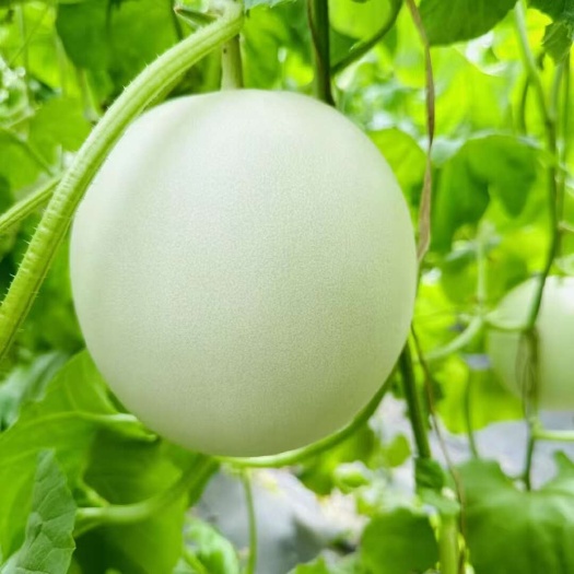 临清市山东头茬玉菇代发