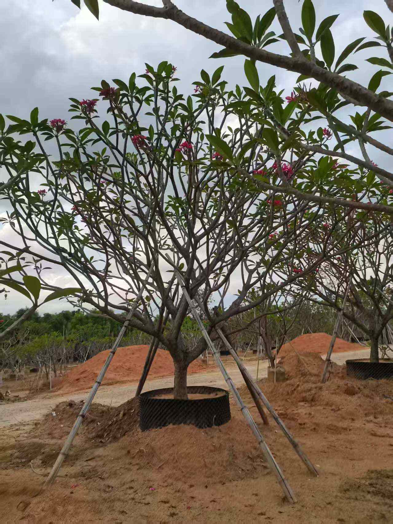 鸡蛋花，红花鸡蛋花2-15分袋苗