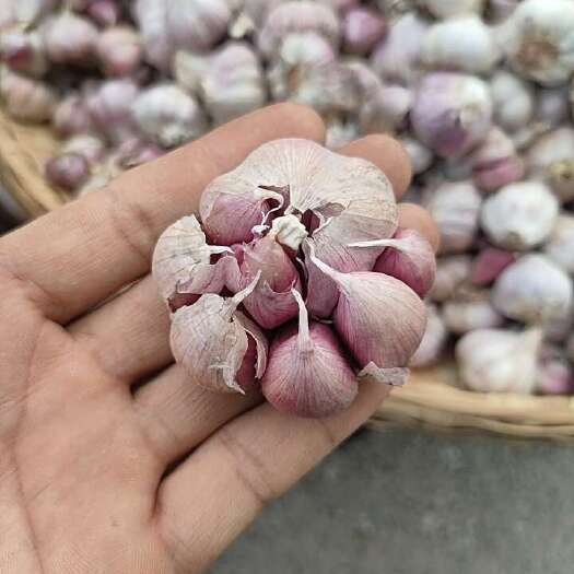 云南紫皮红蒜
