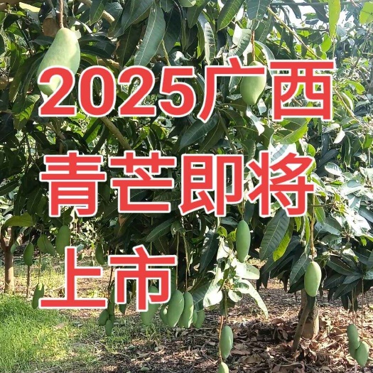 百色广西大青芒，生鲜嫩果