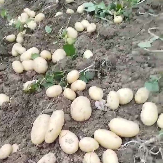 瓮安县贵州黄心土豆