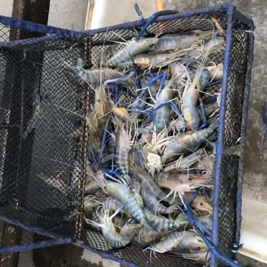 益阳罗氏沼虾