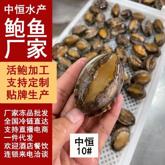 东山县活冻鲍鱼 新鲜速冻10头鲍鱼 鲍鱼厂家 一手货源 海鲜水产冻