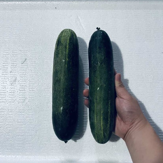 翁源县精品基地水果黄瓜