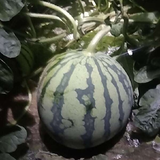 大棚美都无籽西瓜