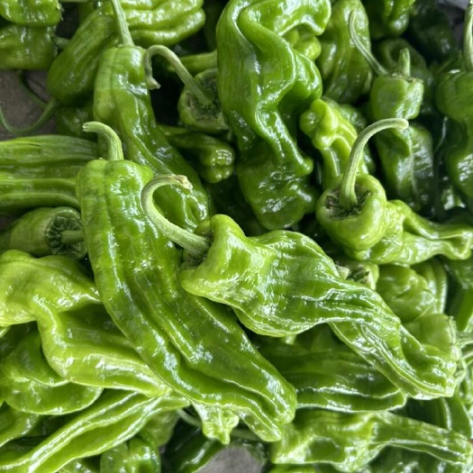 阜南县大棚种植新苗芜湖椒苏椒泡椒大量上市
