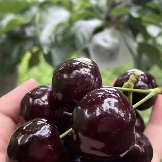 汉源县樱桃大樱桃甜樱桃