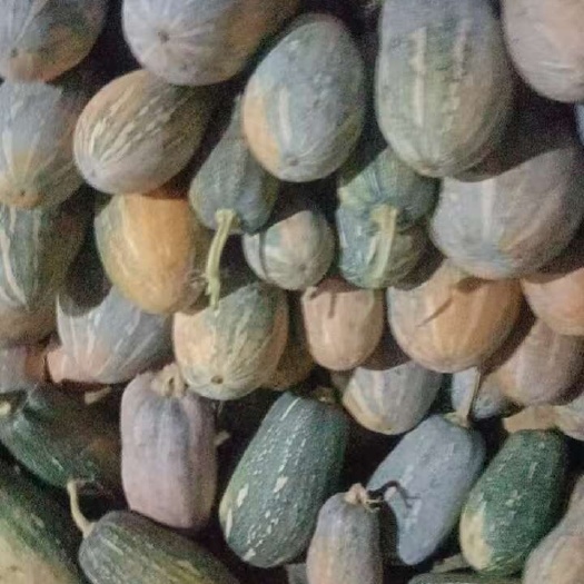 麻栗坡县密本老南瓜