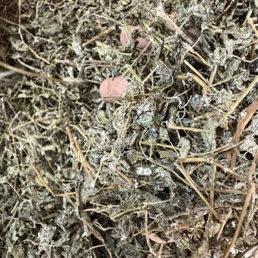 和平县明前头芽野生藤茶霉茶